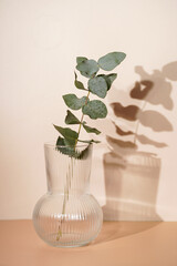 A branch of fresh eucalyptus in a transparent rippled vase on orange and beige colored background with hard light shadow, sunny morning
