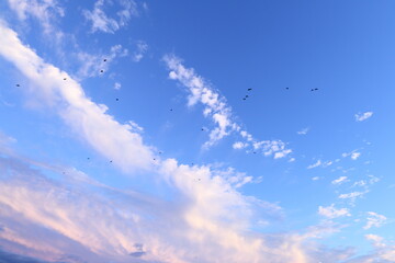 綺麗な空と鳥の群れ