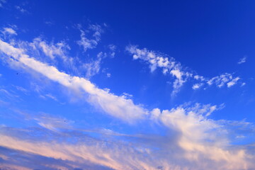 綺麗な空と鳥の群れ