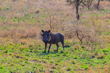 Common warthog (Phacochoerus africanus) in savanna in Serengeti national park, Tanzania