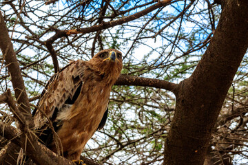 Tawny eagle (Aquila rapax) on a tree in Serengeti national park, Tanzania