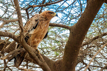 Tawny eagle (Aquila rapax) on a tree in Serengeti national park, Tanzania