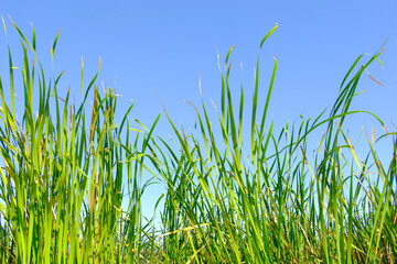 Long green grass and reeds isolated clear sky background with copy space