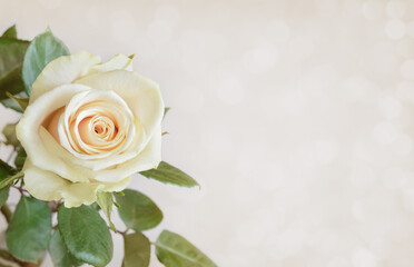 White flower of rose in a corner on holiday background