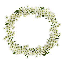 Spring twigs of spiraea flowers in a floral wreath isolated on transparent background