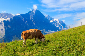 Fototapeta na wymiar Cow grazing on an alpine meadow on First Mountain high above Grindelwald, Switzerland