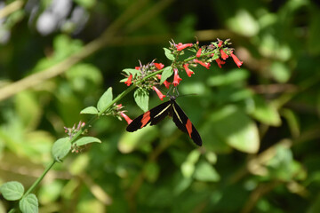 Stunning Postman Butterfly on a Flowering Plant