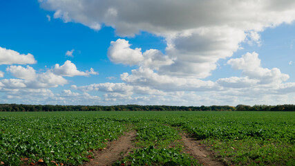 Green field under the blue sky