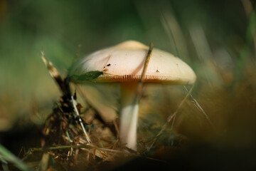 Poisonous mushroom death cap. Toadstool with a pale cap and white gills, growing in broadleaved...