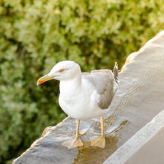 Goéland argenté sur un rebord