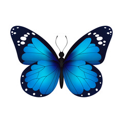 Blue realistic flying monarch butterfly on a white background. Vector illustration. Decorative print design. Colorful fairy wings.