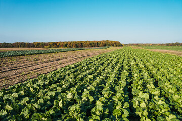 Fototapeta na wymiar Landscape view of a freshly growing cabbage field. Against the background of the blue sky and the forest. Organic farming. 