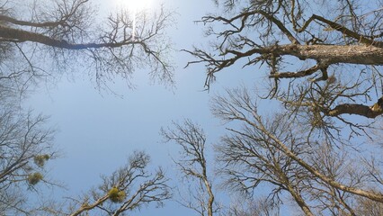 View from the bottom of the forest trees. The blue sky is painted through the bare branches of the trees. Clear cloudless blue sky. Tall trees.
