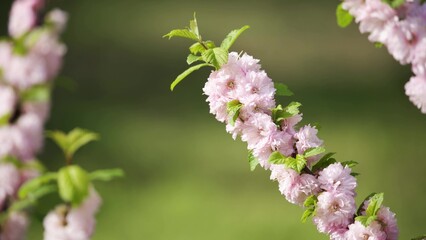 Pink sakura flowers sway in the wind. Spring bloom, warm sunny day.