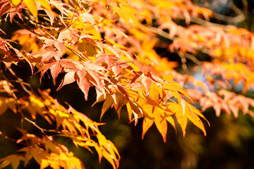 モミジ（紅葉）