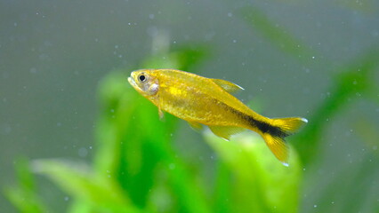 シルバーチップテトラ