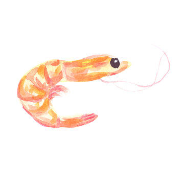  Shrimp on white background isolated watercolor