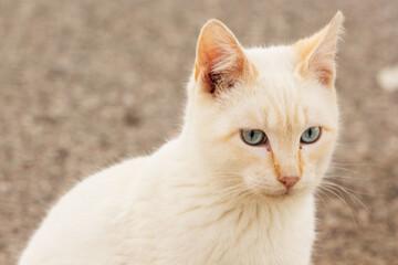 Naklejka na ściany i meble Gato blanco con ojos azules
