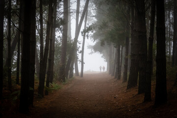 Fototapeta premium Santiago's road trail crossing the forest and the silhouette of two pilgrims in the background. From Portomarín to Palas de Rei, Lugo, Galicia, Spain.