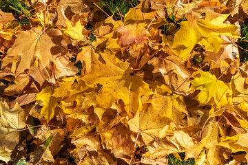 autumn leaves