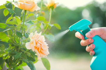 Person spraying yellow rose flower against pests and diseases with garden hand sprayer. Fertilizer treatment or Pests control, holding pesticide bottle spray. Closeup. Garden, gardening concept. 