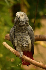African Grey Parrot with Its Foot Raised off Perch