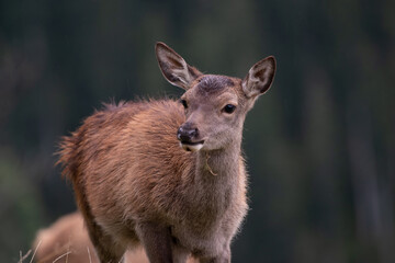 Junges Hirschkalb (Rotwild)