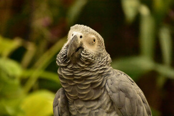 Amazon Grey Parrot with Feathers Ruffled on a Perch