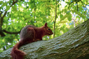 Foto auf Glas squirrel on a tree © Eren