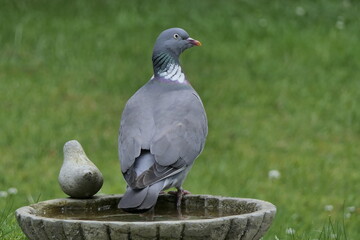 Vögel 03