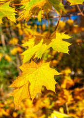 Yellow wedge leaves in the autumn park.