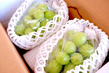 贈答用のマスカット