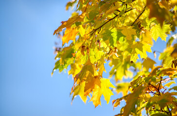 Yellow wedge leaves in the autumn park.