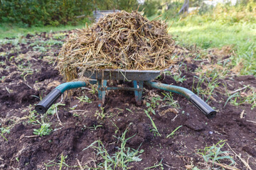 Fototapeta premium Wheelbarrow with cattle manure