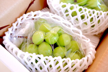 贈答用のマスカット