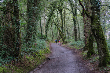 Way of Saint James trail crossing the forest and pilgrims. Galicia, Spain.