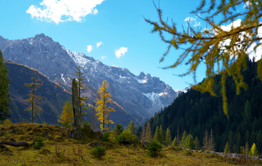 Obraz premium High mountain valley during the Indian summer with trees discolored yellow by autumn
