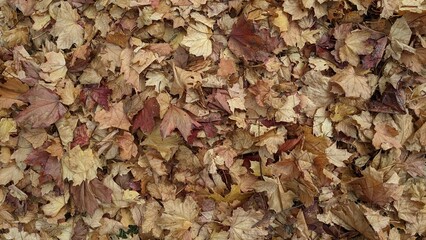 background of yellow autumn maple leaves