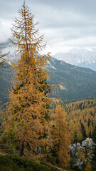 autumn in the mountains, Dolomite's