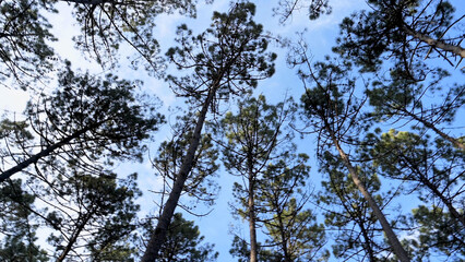 Pine trees forest view