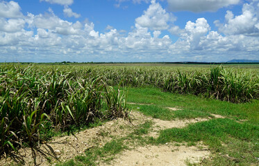 sugar cane fields in the dominican republic