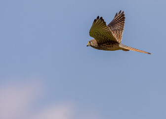 Kestrel