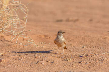 Desert Lark