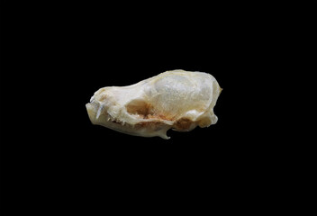 Skull of a common european bat or common pipistrelle bat (Pipistrellus pipistrellus) isolated in black. Front and side view of small bat, black background. Anatomy of a bat's skull, eye and teeth.