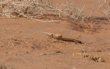 Schreiber's fringe-fingered lizard
