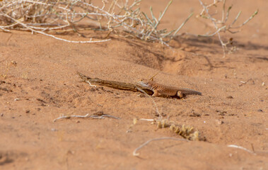 Schreiber's fringe-fingered lizard
