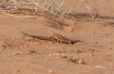 Schreiber's fringe-fingered lizard
