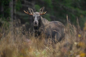 Moose bull in the autumn forest landscape