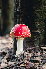 Amanita muscaria A red mushroom with white dots on its cap grows near the trunk of a tree in the fall