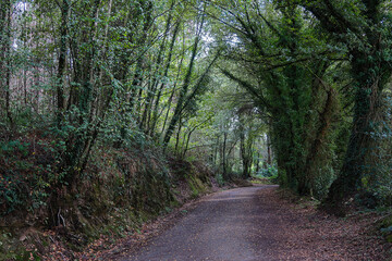 French Way of Saint James trail crossing the lush forest. Galicia, Spain.